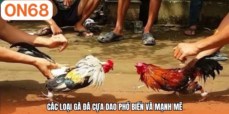 Các loại gà đá cựa dao phổ biến và mạnh mẽ