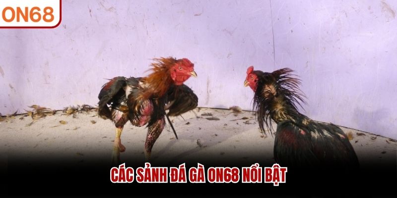 Các sảnh đá gà ON68 nổi bật