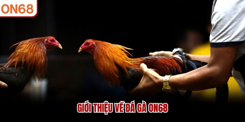 Giới thiệu về Đá Gà ON68